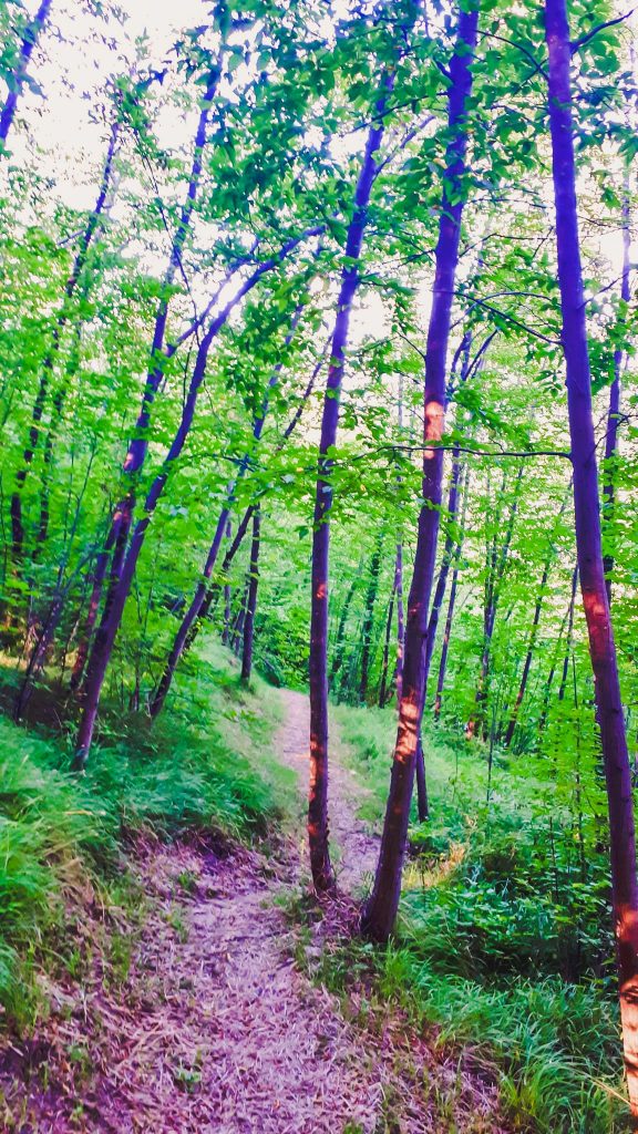 Trekking in solitaria per ristabilire l'equilibrio 5 Nel bosco presso Monte Battaglia min